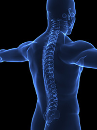 Spine